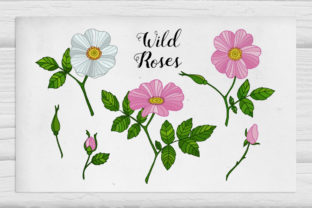 Wild Roses Illustrations: A Versatile Floral Design Resource for Creative Professionals